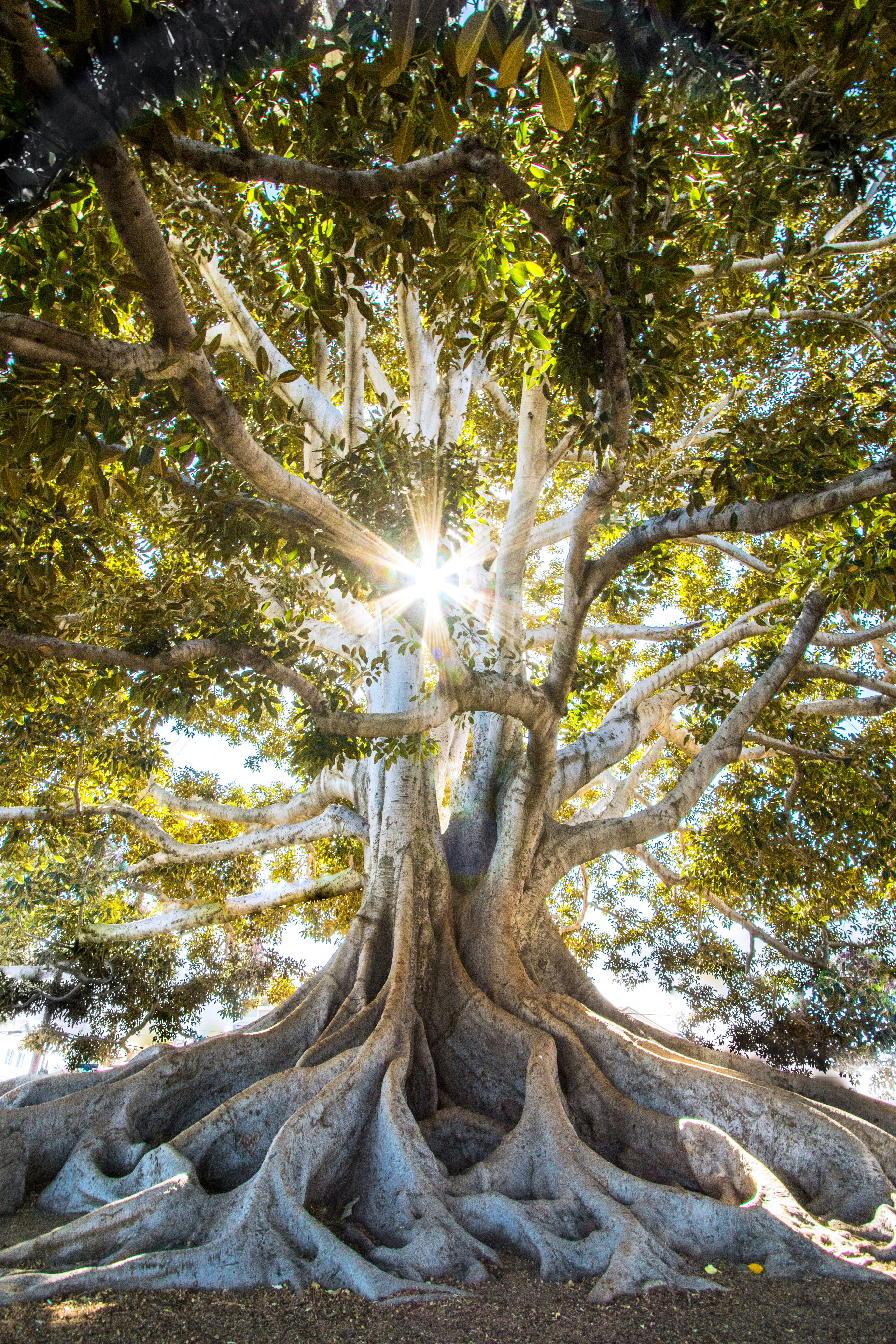 Peaceful nature meditation